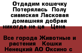 Отдадим кошечку.Потерялась. Полу сиамская.Ласковая,домашняя,добрая,никогда не ца › Цена ­ 1 - Все города Животные и растения » Кошки   . Ненецкий АО,Оксино с.
